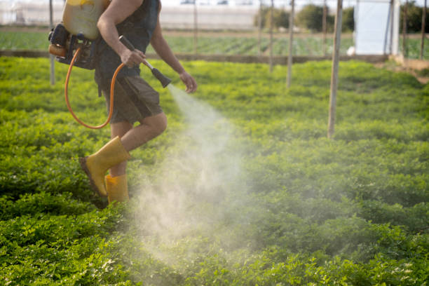 Best Pest Removal Services  in Martinez, CA