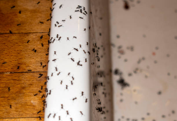 Best Residential Pest Control  in Martinez, CA